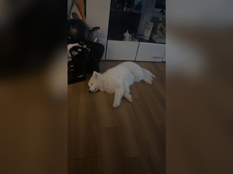 Yuki sucht eine liebevolle Familie
