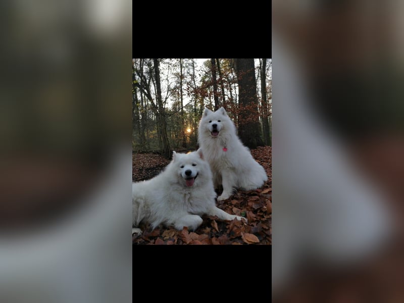 Zwei wunderschöne Samojeden suchen ein liebevolles Zuhause
