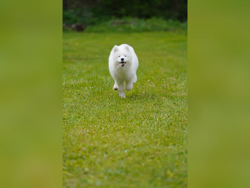Samojede