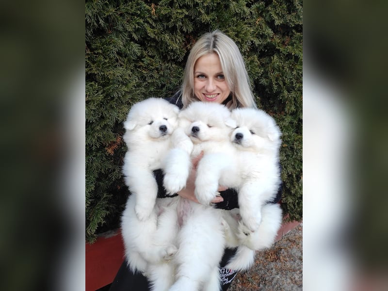 SAMOYED PUPPY/ Samojedenwelpen