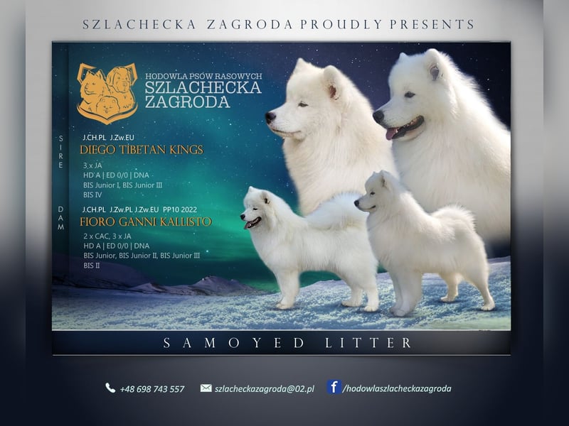 SAMOYED PUPPY/ Samojedenwelpen