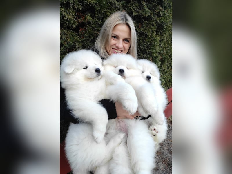 SAMOYED PUPPY/ Samojedenwelpen