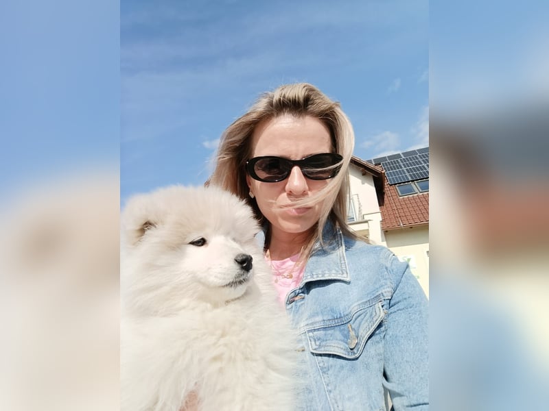 SAMOYED PUPPY/ Samojedenwelpen