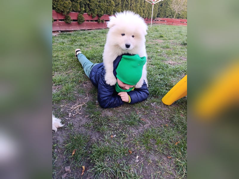 SAMOYED PUPPY/ Samojedenwelpen