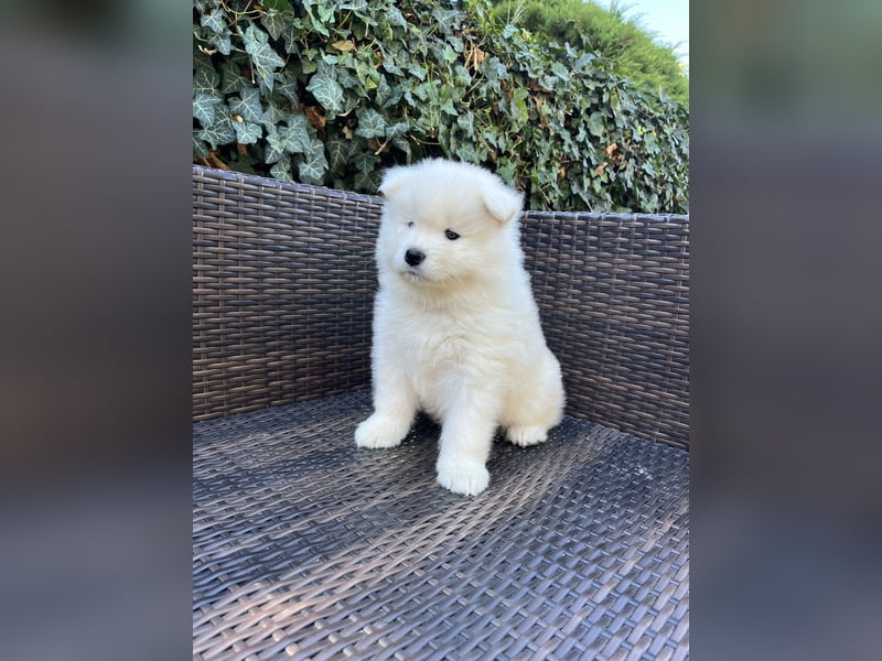 Snowcrystals of Victoria kennel Samojede Welpen