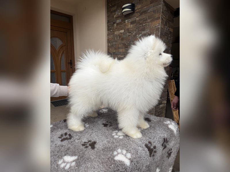 Amadeus Snowcrystals of Victoria