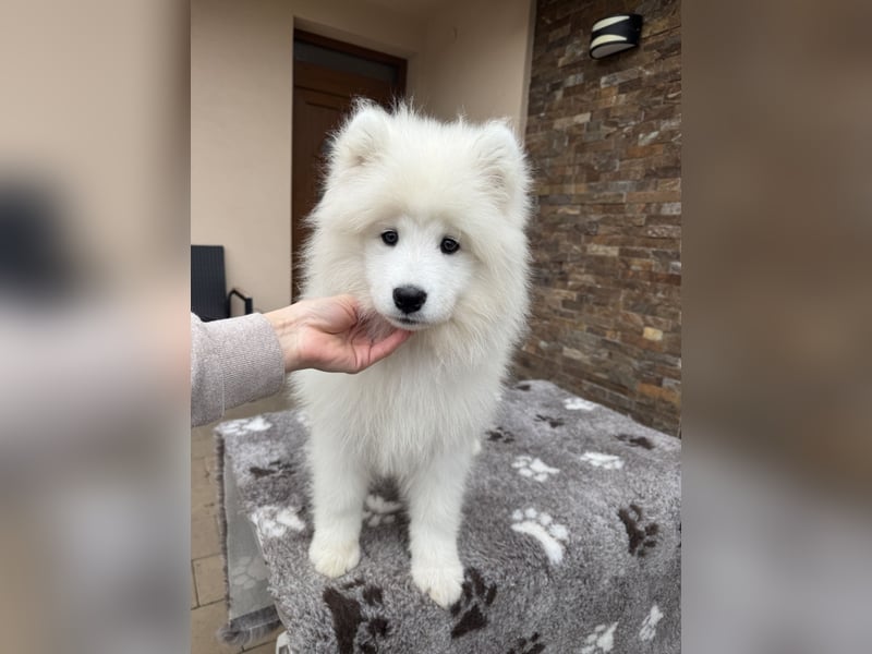 Aurora Snowcrystals of Victoria