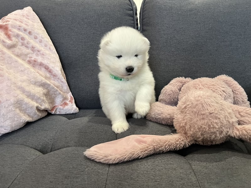 Snowcrystals of Victoria kennel Samojede Welpen