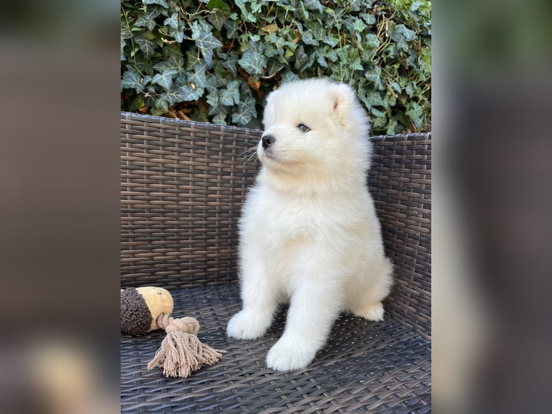 Snowcrystals of Victoria kennel Samojede Welpen