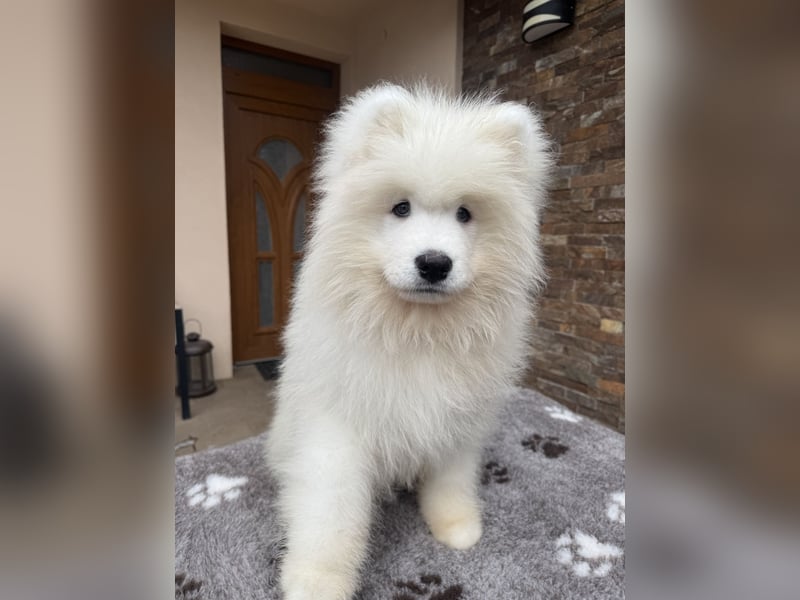 Amadeus Snowcrystals of Victoria