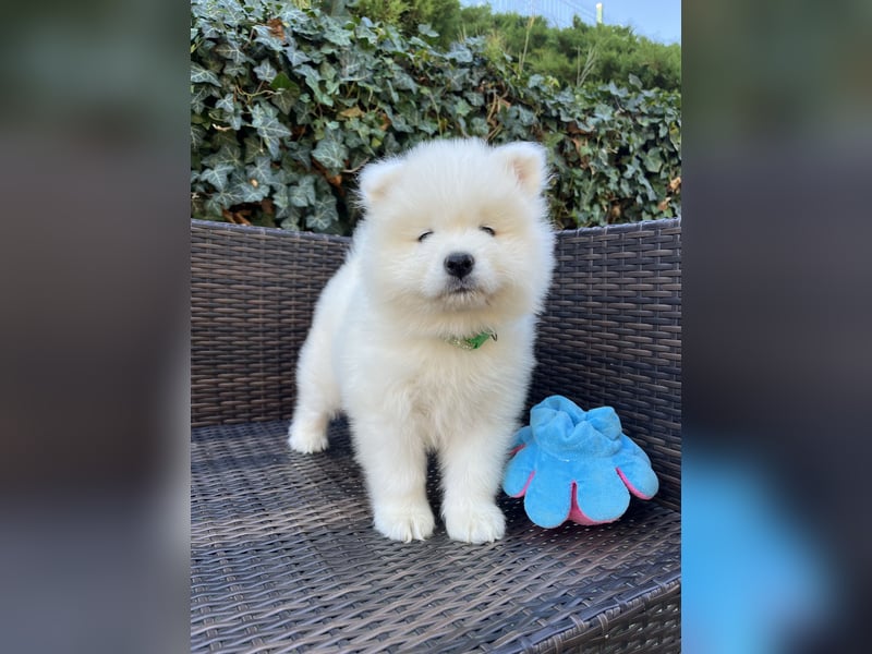 Snowcrystals of Victoria kennel Samojede Welpen