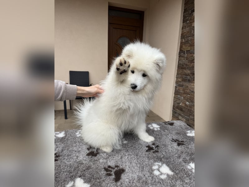 Aurora Snowcrystals of Victoria