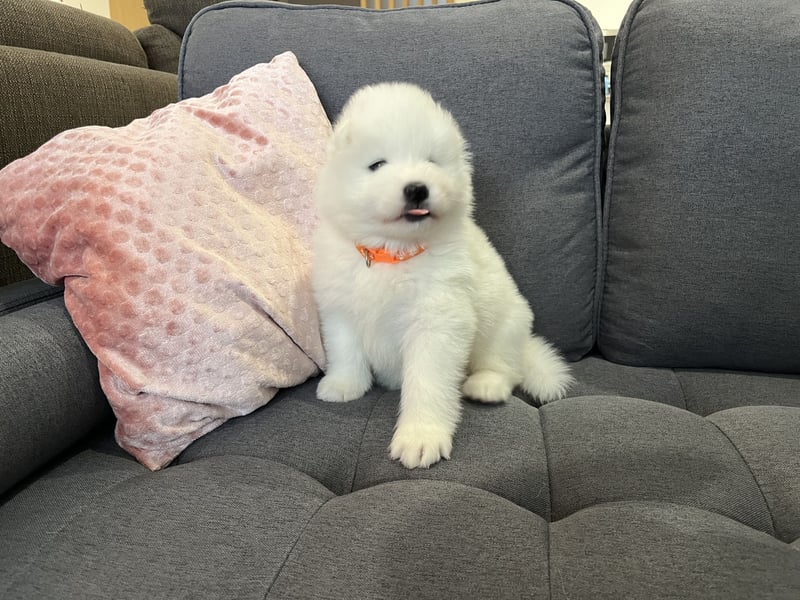 Snowcrystals of Victoria kennel Samojede Welpen