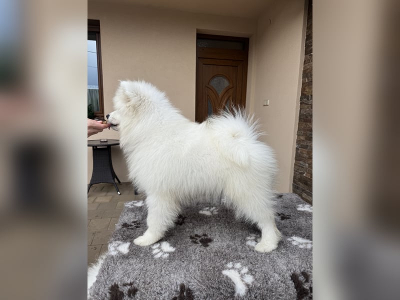 Aurora Snowcrystals of Victoria