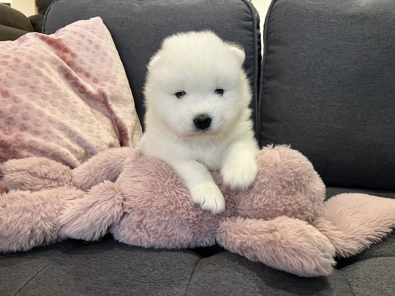 Snowcrystals of Victoria kennel Samojede Welpen