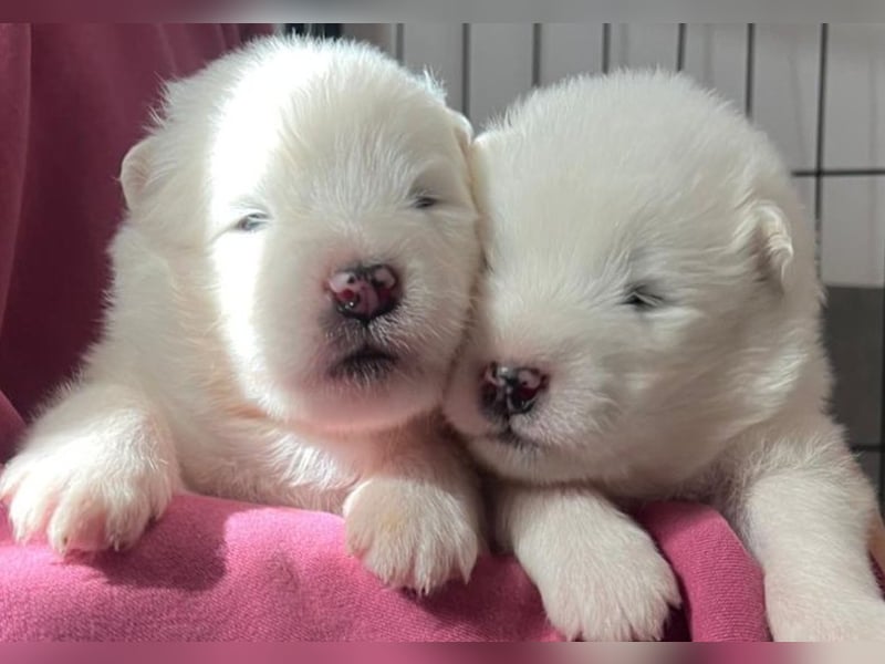 Samoyed FCI