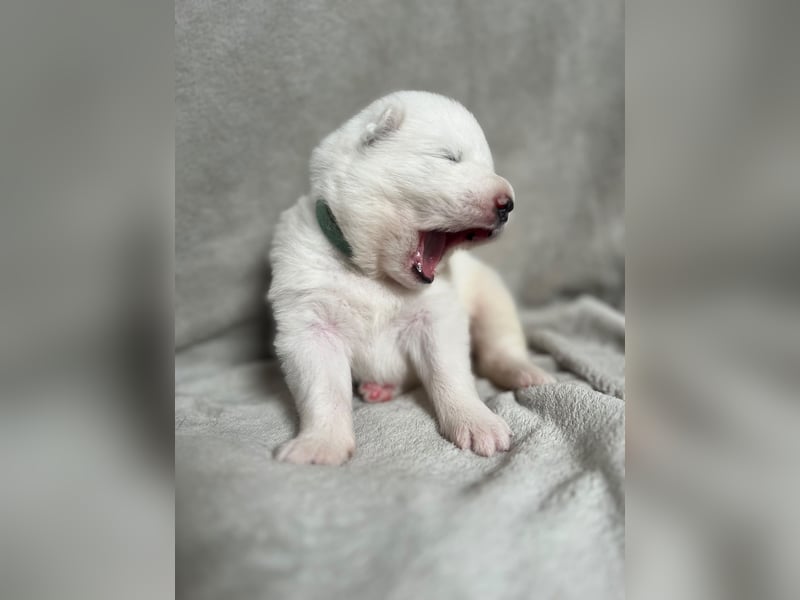 Samoyed FCI