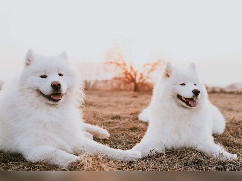 Samoyed FCI