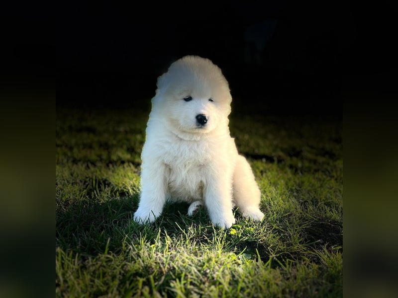 Samoyed FCI
