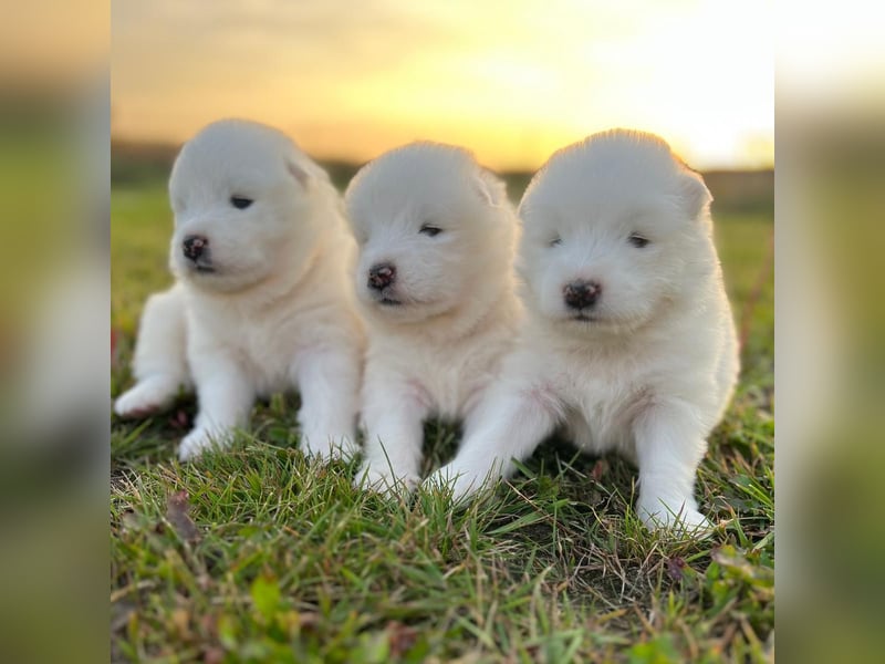 Samoyed welpe FCI