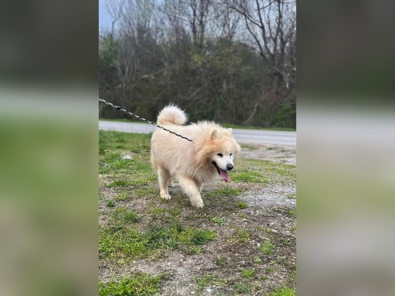 Samojede ♥ Spock ♥ aktiv, verschmust, lieb