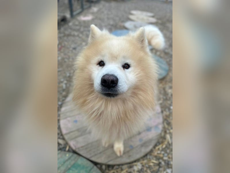 Samojede ♥ Spock ♥ aktiv, verschmust, lieb