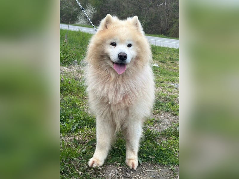 Samojede ♥ Spock ♥ aktiv, verschmust, lieb