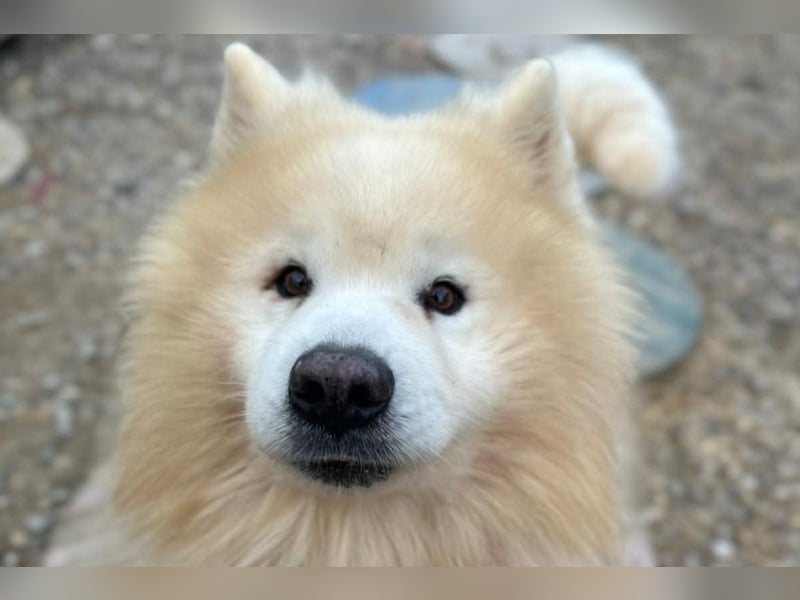 Samojede ♥ Spock ♥ aktiv, verschmust, lieb