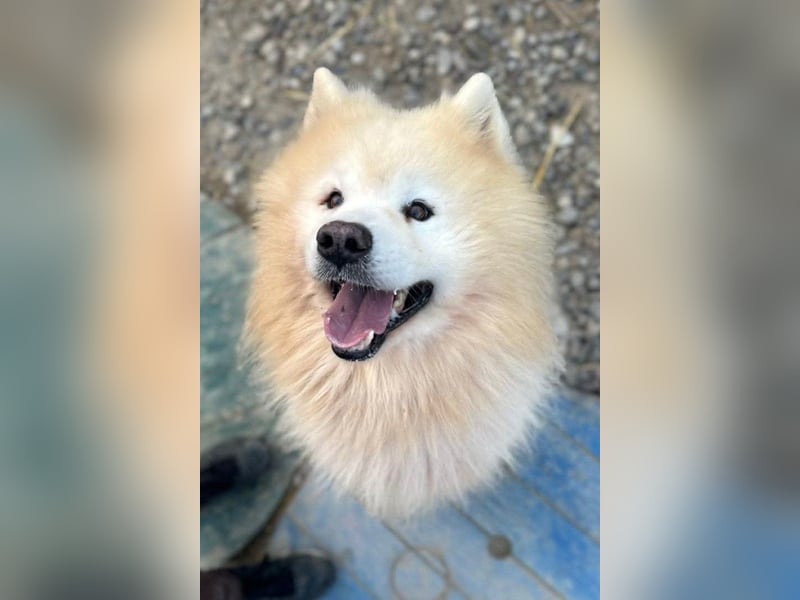 Samojede ♥ Spock ♥ aktiv, verschmust, lieb