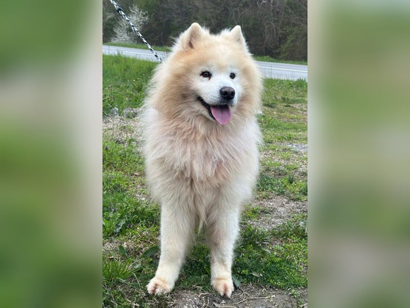 Samojede ♥ Spock ♥ aktiv, verschmust, lieb