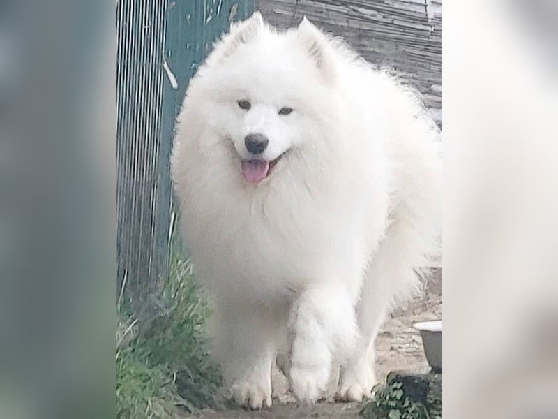 wunderschöner Familienhund SAMU - 4 Jahre 58/60cm - Samojede