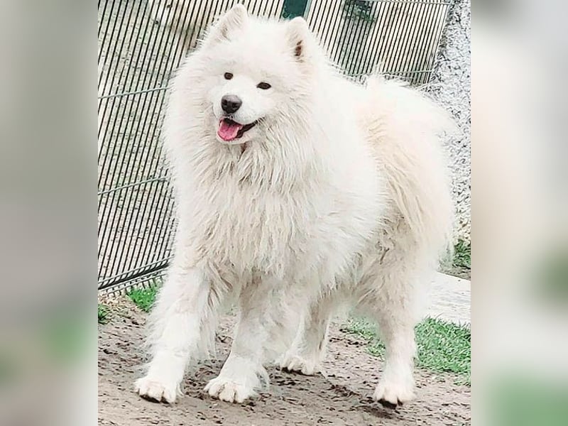 wunderschöner Familienhund SAMU - 4 Jahre 58/60cm - Samojede