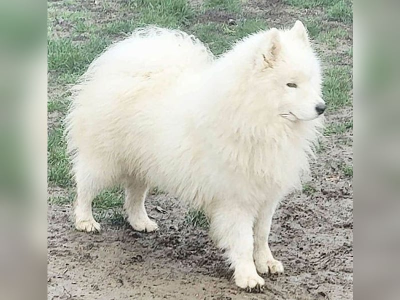 wunderschöner Familienhund SAMU - 4 Jahre 58/60cm - Samojede