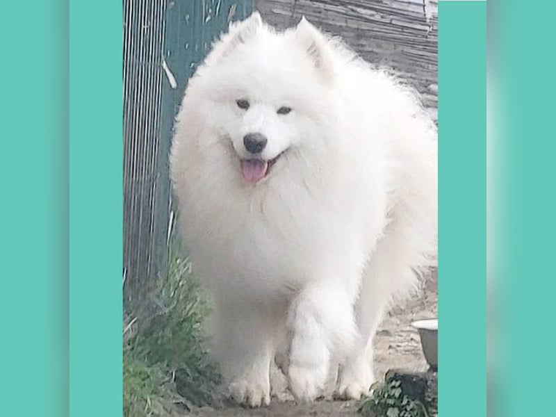 wunderschöner Familienhund SAMU - 4 Jahre 58/60cm - Samojede