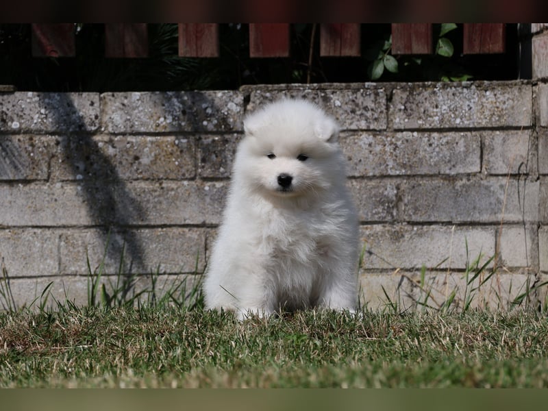 Samojedenrüde mit Herz, Charakter und Herkunft – aus liebevoller FCI-Zucht mit Erfahrung