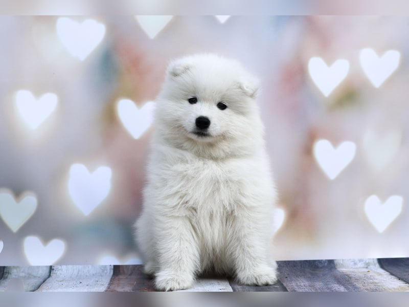 Samojedenrüde mit Herz, Charakter und Herkunft – aus liebevoller FCI-Zucht mit Erfahrung