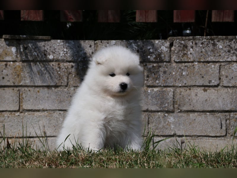 Samojedenrüde mit Herz, Charakter und Herkunft – aus liebevoller FCI-Zucht mit Erfahrung