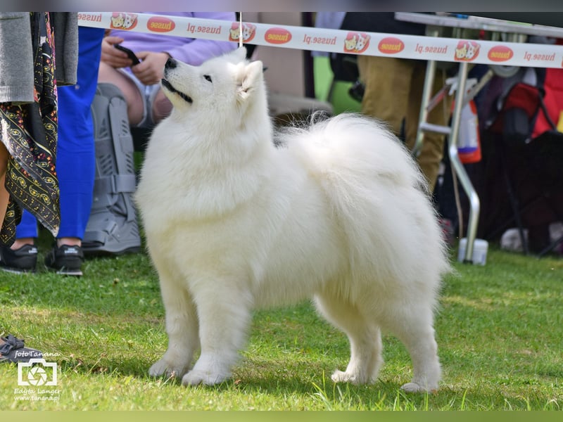 Samojedenrüde mit Herz, Charakter und Herkunft – aus liebevoller FCI-Zucht mit Erfahrung