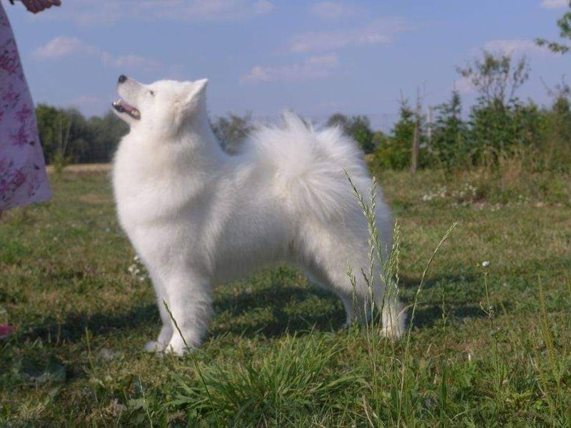 Samojedenrüde mit Herz, Charakter und Herkunft – aus liebevoller FCI-Zucht mit Erfahrung