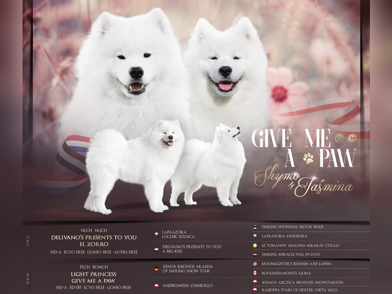 Samojedenrüde mit Herz, Charakter und Herkunft – aus liebevoller FCI-Zucht mit Erfahrung