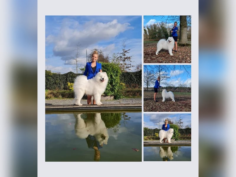 Samojedenrüde mit Herz, Charakter und Herkunft – aus liebevoller FCI-Zucht mit Erfahrung