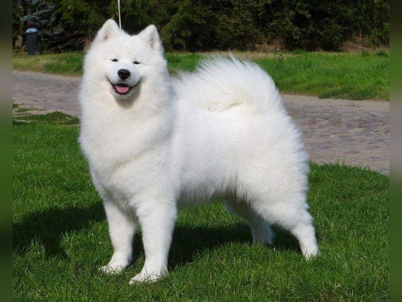 Samojedenrüde mit Herz, Charakter und Herkunft – aus liebevoller FCI-Zucht mit Erfahrung