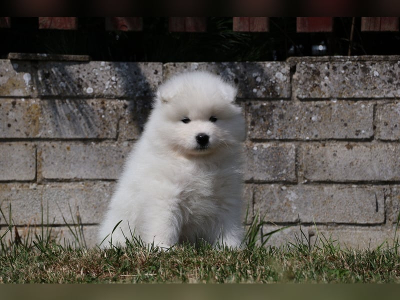 Samojedenrüde mit Herz, Charakter und Herkunft – aus liebevoller FCI-Zucht mit Erfahrung