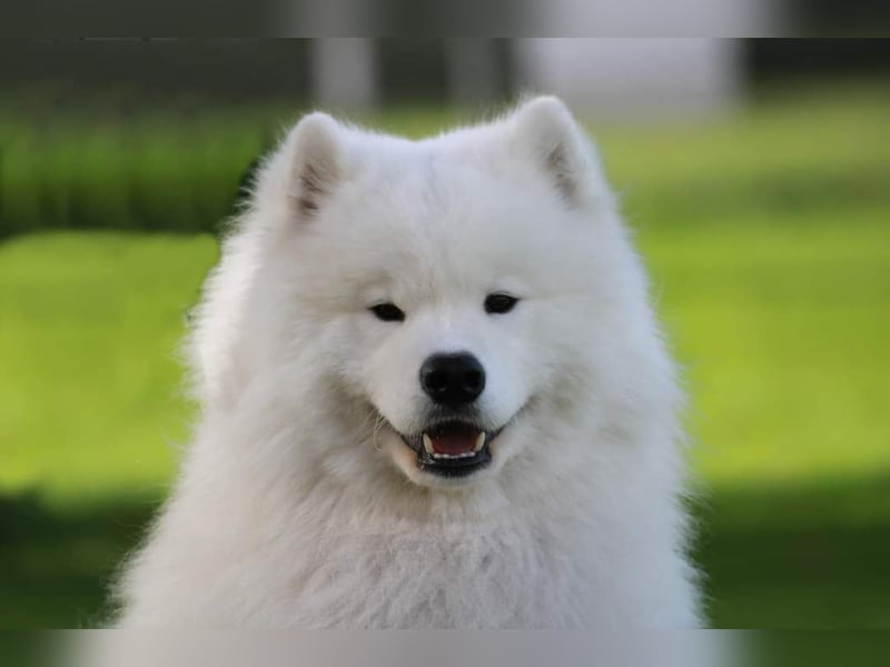Samojedenrüde mit Herz, Charakter und Herkunft – aus liebevoller FCI-Zucht mit Erfahrung