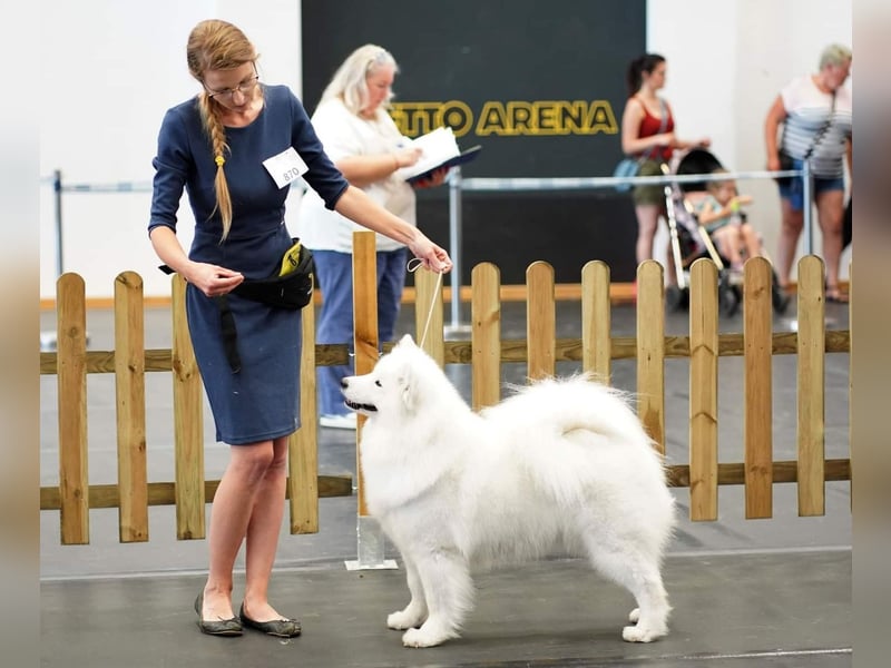 Samojedenrüde mit Herz, Charakter und Herkunft – aus liebevoller FCI-Zucht mit Erfahrung
