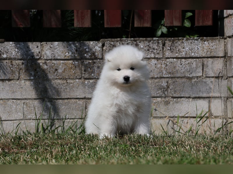 Samojedenrüde mit Herz, Charakter und Herkunft – aus liebevoller FCI-Zucht mit Erfahrung