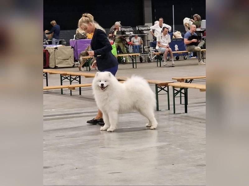 Samojedenrüde mit Herz, Charakter und Herkunft – aus liebevoller FCI-Zucht mit Erfahrung