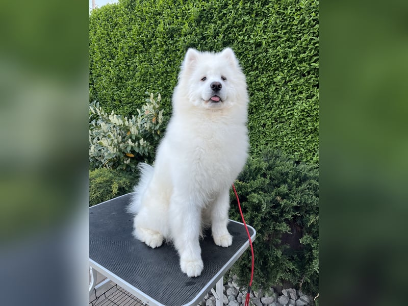 Amadeus Snowcrystals of Victoria