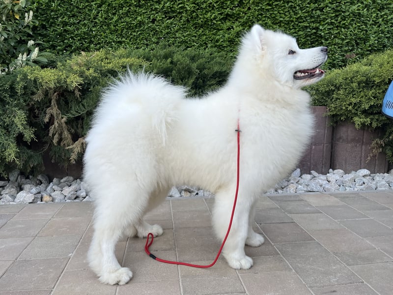 Amadeus Snowcrystals of Victoria