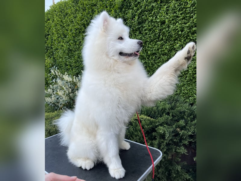 Amadeus Snowcrystals of Victoria